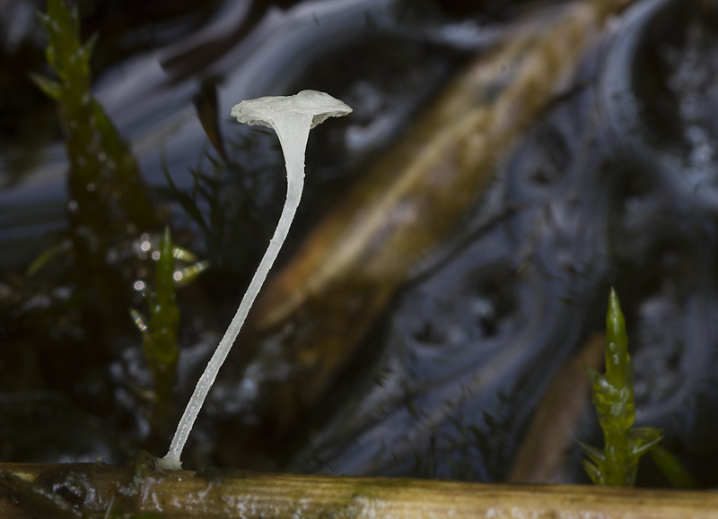 Hemimycena pseudogracilis